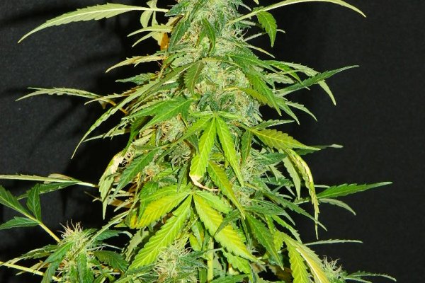 Kraken 25 at