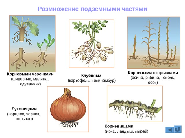 Что такое кракен плейс